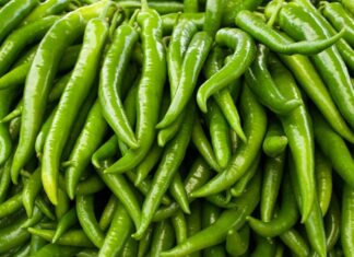 പ്രമേഹ രോഗികൾക്ക് പച്ചമുളക് വളരെ നല്ലതാണ്