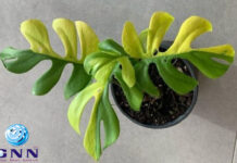 ‘ഫിലോഡെൻഡ്രോൺ മിനിമ’ എന്ന അപൂർവയിനം ചെടി വിറ്റുപോയത് നാല് ലക്ഷം രൂപയ്ക്ക്!!