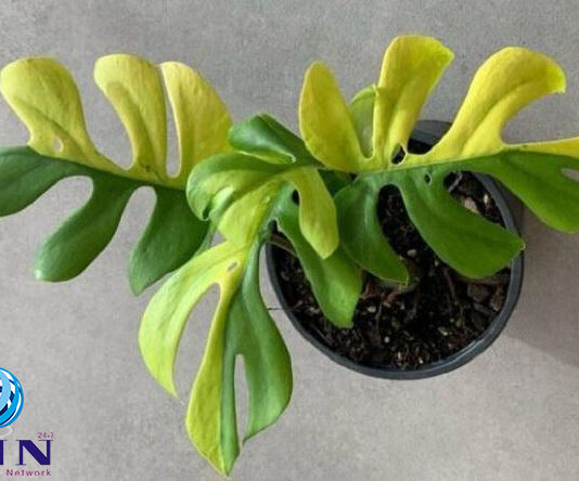 ‘ഫിലോഡെൻഡ്രോൺ മിനിമ’ എന്ന അപൂർവയിനം ചെടി വിറ്റുപോയത് നാല് ലക്ഷം രൂപയ്ക്ക്!!