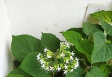 പെരിങ്ങലം