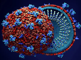 ചെറുപ്പക്കാര്ക്ക് കൊവിഡ് രോഗം രൂക്ഷമാകില്ലെന്ന പ്രചരണത്തിന് അടിസ്ഥാനമില്ലെന്ന് പുതിയ പഠനങ്ങള്