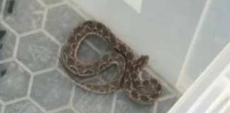 ലോകത്തെ ഏറ്റവും അപകടകാരിയായ പാമ്പുകളിൽ ഒന്നായ “സോ- സ്കെയിൽ വൈപ്പർ” അയർലൻഡിൽ കണ്ടെത്തി