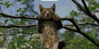 ഗര്ഭിണിപൂച്ചയെ കെട്ടിത്തൂക്കി കൊലപ്പെടുത്തുന്നത് എന്തിനാണ്?