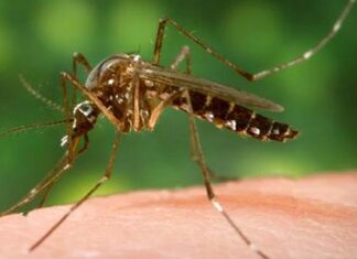 ചൈനയില് നിന്ന് പുതിയ ഇനം വൈറസ് : ‘ക്യാറ്റ് ക്യൂ ‘ ഇന്ത്യയില് ജാഗ്രത