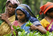 അല്ഖൊയിദ: മുര്ഷിദാബാദില് ഒരാള് പിടിയില്- മൂന്നാറില് ഇന്റലിജന്സ് പരിശോധന