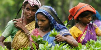 അല്ഖൊയിദ: മുര്ഷിദാബാദില് ഒരാള് പിടിയില്- മൂന്നാറില് ഇന്റലിജന്സ് പരിശോധന