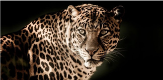 ആസ്ത്മയ്ക്കുള്ള മരുന്ന് പുലിയിറച്ചി: മൂന്നുപേര് പിടിയില്