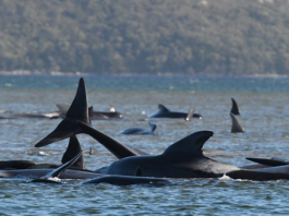 കടല് തിരത്ത് കുടുങ്ങിയ 90 തിമിംഗലങ്ങള് ചത്തു