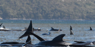 കടല് തിരത്ത് കുടുങ്ങിയ 90 തിമിംഗലങ്ങള് ചത്തു