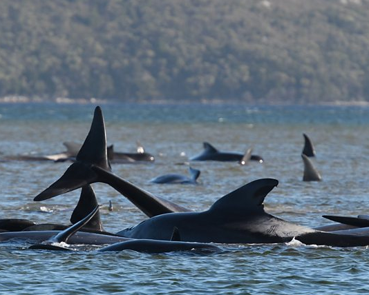 കടല് തിരത്ത് കുടുങ്ങിയ 90 തിമിംഗലങ്ങള് ചത്തു