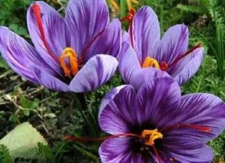 เดเตเดเตเดเตเดฎเดชเตเดชเตเดตเต เดเตเดทเดฟ, เดจเดฟเดเตเดเดณเตโเดเตเดเดฑเดฟเดฏเดพเดฎเต เด เดเดพเดฐเตเดฏเดเตเดเดณเตโ