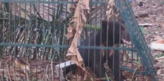 പ്രദേശവാശികളെ ഭീതിയിലാഴ്ത്തിയ കരടി ഫോറസ്റ്റ് പിടിയില്