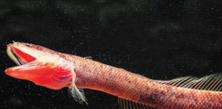 കേരളത്തിലെ വയലുകളില് അപൂര്വ്വ മത്സ്യ വിസ്മയം