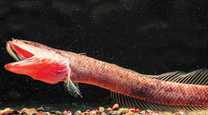 fish1