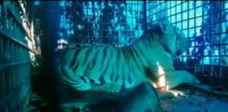 ചീയമ്പത്ത്കാരെ വിറപ്പിച്ച കടുവ കൂട്ടിലായി : ഇനി സമാധാനത്തോടെ കിടന്നുറങ്ങാം