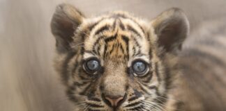 ഓണ്ലൈനില് പൂച്ചയെ വാങ്ങി : ഒരാഴ്ച കഴിഞ്ഞപ്പോള് പൂച്ച കടുവക്കുട്ടിയായി !