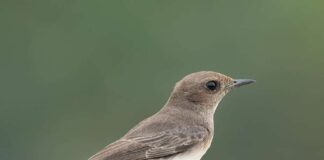 മരുഭൂമിയില് മാത്രം കണ്ടുവരുന്ന കുരുവി തൃശ്ശൂര്-ചാവക്കാടില് വിരുന്നിനെത്തി