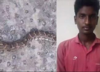 മണ്ണുമാന്തി യന്ത്രം കയറി മലമ്പാമ്പ് ചത്തതിനെ തുടര്ന്ന് ഡ്രൈവര് അറസ്റ്റിൽ