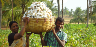 യുഎസും പാകിസ്ഥാനും പരുത്തിയുടെ നഷ്ടം : കയറ്റുമതി വര്ദ്ധിക്കുമെന്ന് ഇന്ത്യന് വ്യാപാരികള്
