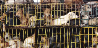 നാഗാലാന്റില് നായ മാംസം വില്ക്കാന്അനുമതി