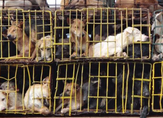 നാഗാലാന്റില് നായ മാംസം വില്ക്കാന്അനുമതി