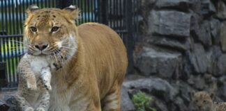 ” ലിലിഗര് ” കടുവയും സിംഹവും ചേര്ന്ന്പുതിയൊരു മൃഗത്തെ മനുഷ്യന് ഉണ്ടാക്കിയെടുത്തു