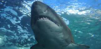 സ്രാവിന്റെ അക്രമണത്തില് വിനോദ സഞ്ചാരി മരിച്ചു