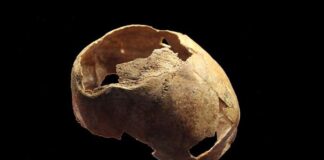5,000 വര്ഷം പഴക്കമുള്ള തലയോട്ടി റഷ്യന് ശാസ്ത്രജ്ഞര് കണ്ടെത്തി