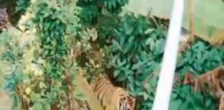 ബത്തേരിയില് 3 കടുവകള് ഒരുമിച്ച് നാട്ടിലിറങ്ങി : എങ്ങും പരിഭ്രാന്തി