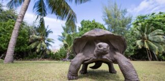 10 ലക്ഷം വിലയുള്ള ആമയെ തമിഴ്നാട് പാര്ക്കില് നിന്നും മോഷ്ടിച്ചു