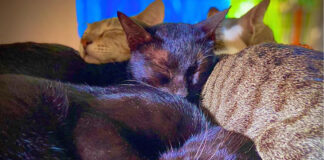 ഒട്ടിച്ചേര്ന്ന് ജനിച്ച അഞ്ച് പൂച്ച കുട്ടികള്ക്ക് ശസ്ത്രക്രിയയിലൂടെ പുനര്ജന്മം