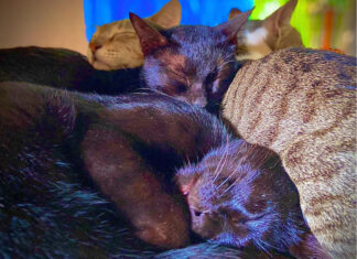 ഒട്ടിച്ചേര്ന്ന് ജനിച്ച അഞ്ച് പൂച്ച കുട്ടികള്ക്ക് ശസ്ത്രക്രിയയിലൂടെ പുനര്ജന്മം