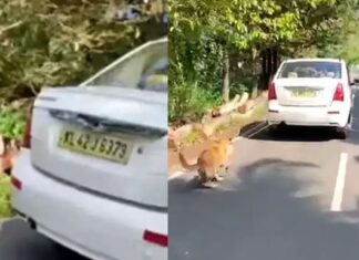 എറണാകുളത്ത് ഓടുന്ന കാറില് നായയെ കെട്ടിവലിച്ച് യുവാവിന്റെ ക്രൂരത