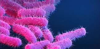 കോഴിക്കോട് കുട്ടികളില് ഷിഗെല്ല വൈറസ് പടരുന്നു : ഒരു മരണം സ്ഥിരീകരിച്ചു