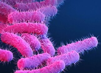 കോഴിക്കോട് കുട്ടികളില് ഷിഗെല്ല വൈറസ് പടരുന്നു : ഒരു മരണം സ്ഥിരീകരിച്ചു