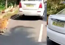 നായയെ കാറില് കെട്ടിയിട്ട് വലിച്ചിഴച്ച യുവാവിനെ പോലീസ് അറസ്റ്റു ചെയ്തു