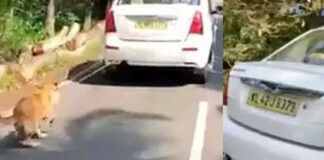 നായയെ കാറില് കെട്ടിയിട്ട് വലിച്ചിഴച്ച യുവാവിനെ പോലീസ് അറസ്റ്റു ചെയ്തു