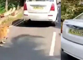 നായയെ കാറില് കെട്ടിയിട്ട് വലിച്ചിഴച്ച യുവാവിനെ പോലീസ് അറസ്റ്റു ചെയ്തു