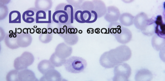 അപൂര്വ്വ മലേരിയ രോഗാണുവിനെ കേരളത്തില് ആദ്യമായി കണ്ടെത്തി