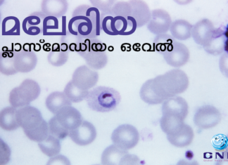 അപൂര്വ്വ മലേരിയ രോഗാണുവിനെ കേരളത്തില് ആദ്യമായി കണ്ടെത്തി