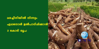 മരച്ചീനിയില് നിന്നും എഥനോള് ഉല്പാദിപ്പിക്കാന് 2 കോടി രൂപ