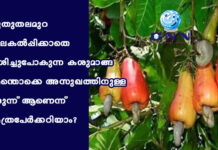 പുതുതലമുറ വിലകൽപ്പിക്കാതെ നശിച്ചുപോകുന്ന കശുമാങ്ങ എന്തൊക്കെ അസുഖത്തിനുള്ള മരുന്ന് ആണെന്ന് എത്രപേർക്കറിയാം?