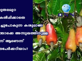 പുതുതലമുറ വിലകൽപ്പിക്കാതെ നശിച്ചുപോകുന്ന കശുമാങ്ങ എന്തൊക്കെ അസുഖത്തിനുള്ള മരുന്ന് ആണെന്ന് എത്രപേർക്കറിയാം?