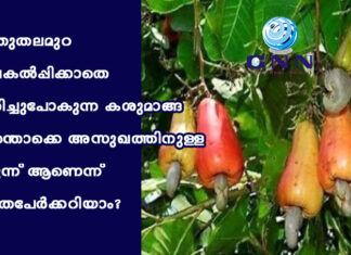 പുതുതലമുറ വിലകൽപ്പിക്കാതെ നശിച്ചുപോകുന്ന കശുമാങ്ങ എന്തൊക്കെ അസുഖത്തിനുള്ള മരുന്ന് ആണെന്ന് എത്രപേർക്കറിയാം?