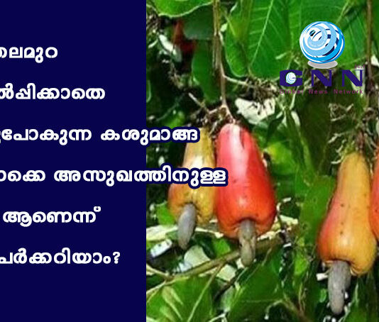 പുതുതലമുറ വിലകൽപ്പിക്കാതെ നശിച്ചുപോകുന്ന കശുമാങ്ങ എന്തൊക്കെ അസുഖത്തിനുള്ള മരുന്ന് ആണെന്ന് എത്രപേർക്കറിയാം?