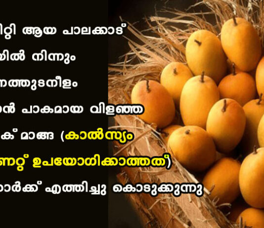 മംഗോ സിറ്റി ആയ പാലക്കാട് മുതലമടയിൽ നിന്നും സംസ്ഥാനത്തുടനീളം പഴുപ്പിക്കാൻ പാകമായ വിളഞ്ഞ ഓർഗാനിക് മാങ്ങ (കാൽസ്യം കാർബണേറ്റ് ഉപയോഗിക്കാത്തത്) ആവശ്യക്കാർക്ക് എത്തിച്ചു കൊടുക്കുന്നു