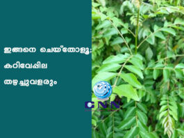 ഇങ്ങനെ ചെയ്തോളൂ ; കറിവേപ്പില തഴച്ചുവളരും