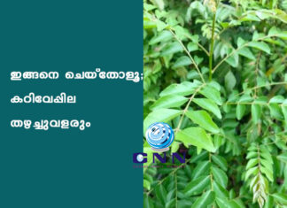 ഇങ്ങനെ ചെയ്തോളൂ ; കറിവേപ്പില തഴച്ചുവളരും