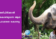 തടിപിടിക്കാന് കൊണ്ടുവന്ന ആന പാപ്പാനെ കൊന്നു