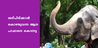 തടിപിടിക്കാന് കൊണ്ടുവന്ന ആന പാപ്പാനെ കൊന്നു